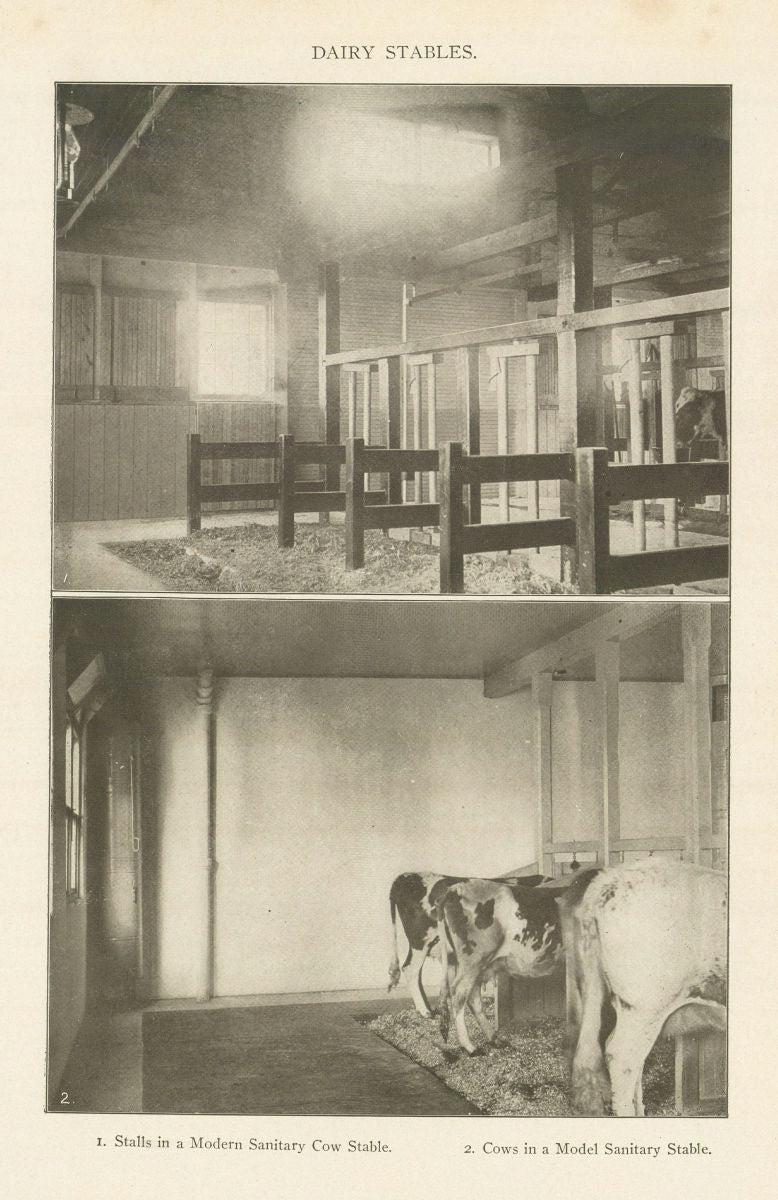 DAIRY STABLES. Stalls in a Modern Sanitary Cow Stable 1907 old antique print